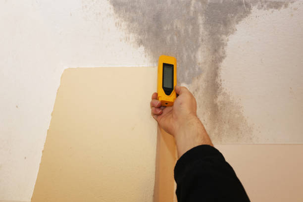 Best Mold Odor Removal Services  in Spring Arbor, MI