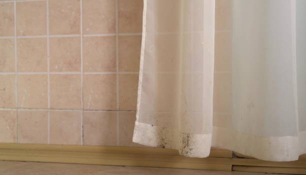 Best Mold Removal for HVAC Installations  in Spring Arbor, MI