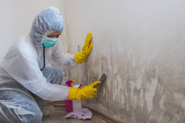Reliable Spring Arbor, MI Mold Removal Solutions
