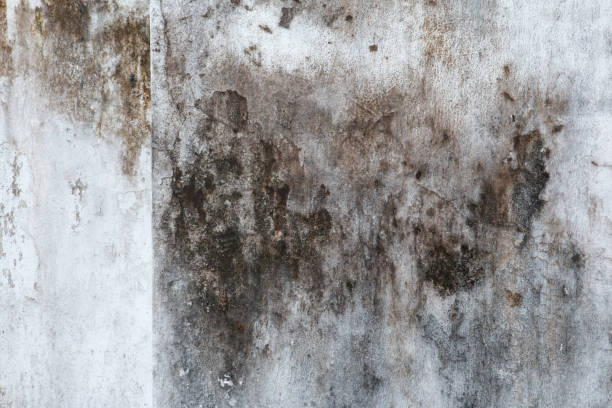 Forensic Mold Investigation in Spring Arbor, MI