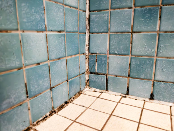 Best Mold Remediation for Vacation Homes  in Spring Arbor, MI