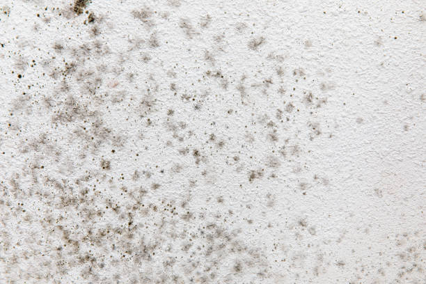 Best Mold Prevention Services  in Spring Arbor, MI