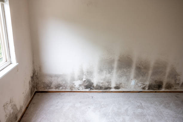 Best Water Damage & Mold Remediation  in Spring Arbor, MI