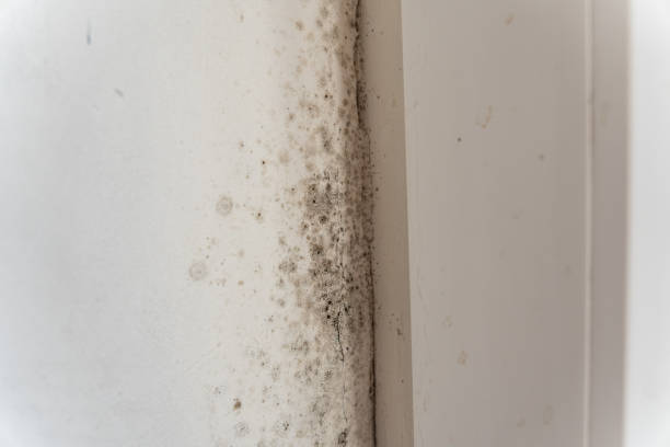  Spring Arbor, MI Mold Removal Pros