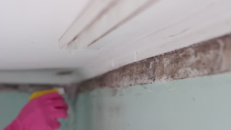 Best Mold-Related Health Consultation  in Spring Arbor, MI
